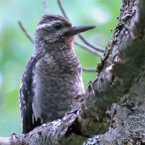Yellow-bellied Sapsucker