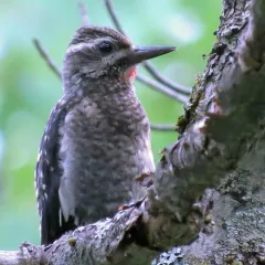 Yellow-bellied Sapsucker thumbnail 1