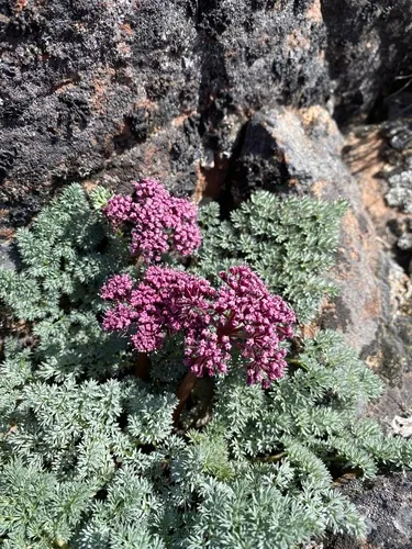 Day Valley Desertparsley