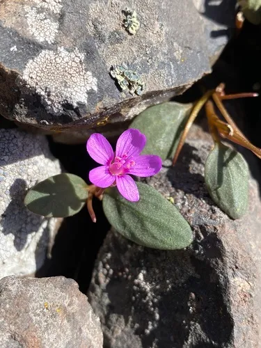 Great Basin Springbeauty