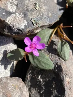 Great Basin Springbeauty thumbnail 1