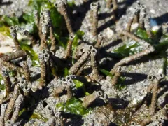 Phoronopsis harmeri thumbnail 2