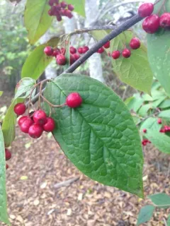 Bullate Cotoneaster thumbnail 2