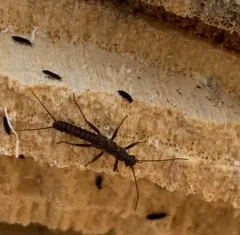 Shortwing Snowfly thumbnail 4