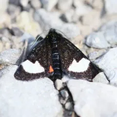 Grapevine Epimenis Moth thumbnail 4