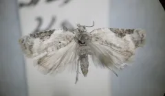 Acleris simpliciana thumbnail 2