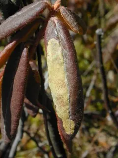 Coleophora ledi thumbnail 4