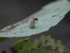 Coleophora persimplexella thumbnail 4