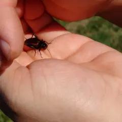 Fall Field Cricket thumbnail 3
