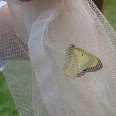 Clouded Sulphur thumbnail 2