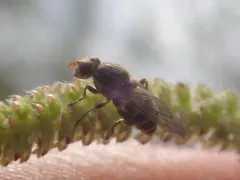 Pale-banded Sapeater thumbnail 2