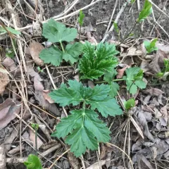 Giant Hogweed thumbnail 2