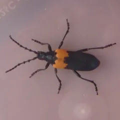Eastern Elderberry Borer thumbnail 3