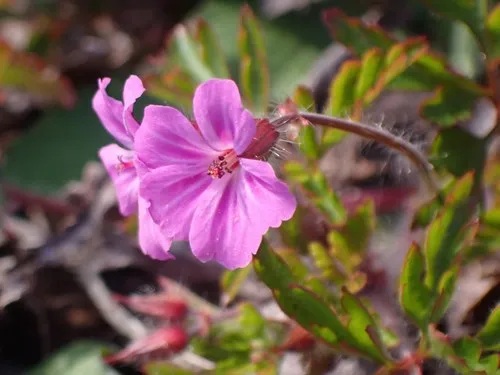Greater Herb Robert