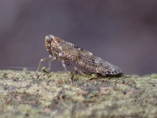 Synecdoche nemoralis