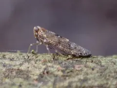 Synecdoche nemoralis thumbnail 1