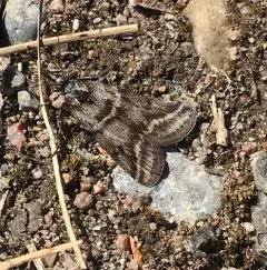 Sarata caudellella thumbnail 4