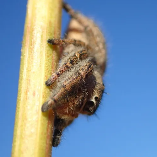 Marbled Purple Jumping Spider