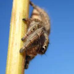 Marbled Purple Jumping Spider thumbnail 1