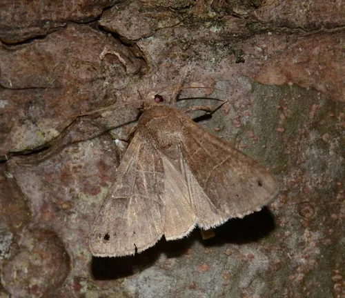 Black-dotted Brown