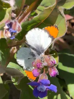 Sara Orangetip thumbnail 2