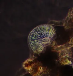 Meridion circulare thumbnail 3
