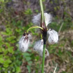 Common Cottongrass thumbnail 3