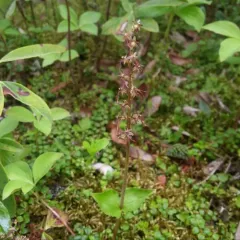 Heartleaf Twayblade thumbnail 4