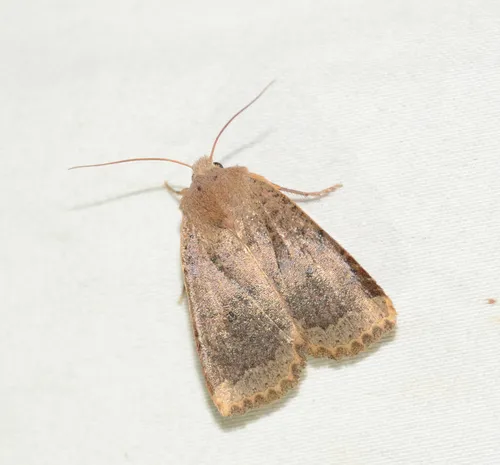Variable Sallow
