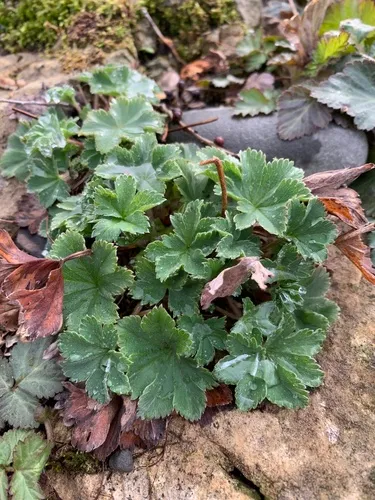 Alchemilla erythropoda