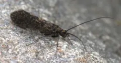 Dolophilodes distinctus thumbnail 4