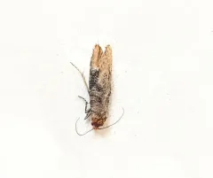 Rhyacionia neomexicana thumbnail 2