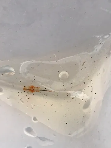 Smoothlip Fairy Shrimp