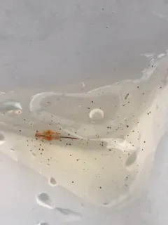 Smoothlip Fairy Shrimp thumbnail 1