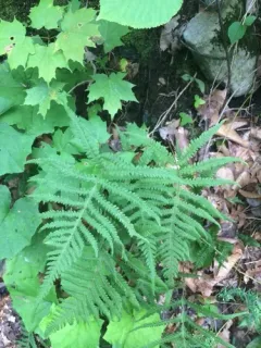 Tall Beech Fern thumbnail 1