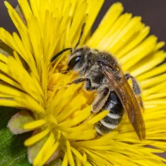 Nason's Mining Bee thumbnail 3