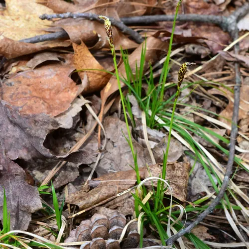 Pennsylvania sedge