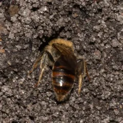 Red-tailed Mining Bee thumbnail 3