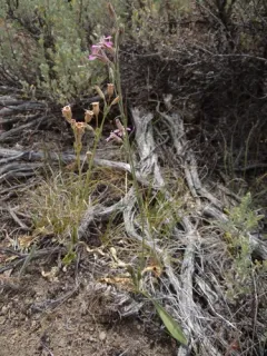 sticky catchfly thumbnail 2