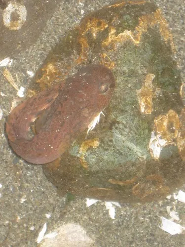 Showy Snailfish