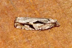 Black Dash Epinotia Moth thumbnail 3