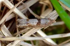 Pseudexentera sepia thumbnail 1