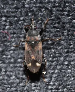 Eremocoris ferus thumbnail 3
