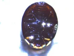 Hyperaspis binotata thumbnail 3