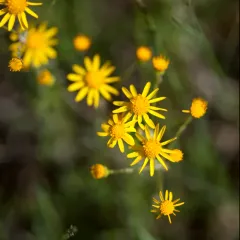 balsam ragwort thumbnail 2