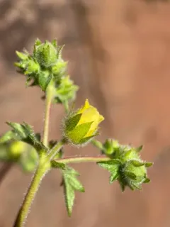 John Day cinquefoil thumbnail 1
