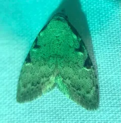 Three-spotted Nola Moth thumbnail 2