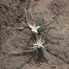 common starlily thumbnail 1