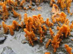 crumb-of-bread sponge thumbnail 4