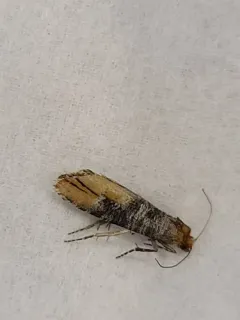 Rhyacionia neomexicana thumbnail 3